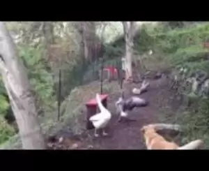 goose orgy - goose mating orgy Videos - MyPornVid.fun