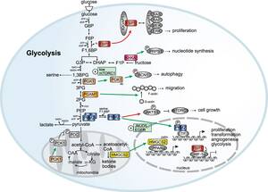 Girlsdoporn E245 - Non-canonical functions of enzymes facilitate cross-talk between cell  metabolic and regulatory pathways | Experimental & Molecular Medicine