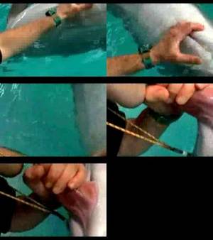 Dolphin Sex Porn - 