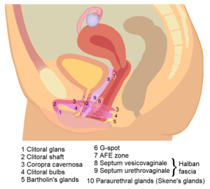 g spot best position - G-spot - Wikipedia
