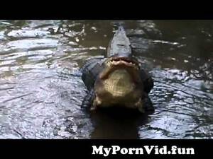 Alligator Mating Porn - Crocodile mating from alligator mating Watch Video - MyPornVid.fun