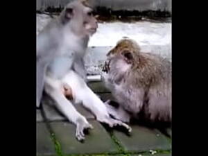 fat naked monkey - Monkey Funny - xxx Mobile Porno Videos & Movies - iPornTV.Net