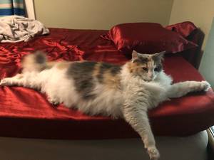 Non Nude Cum Porn - My cat Equinox comes running to me whenever I yell in a high-pitch. I'm  convinced she thinks she's 'protecting/comforting' me bc she'll jump up  into my lap, ...