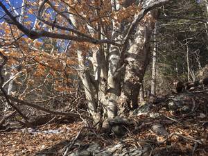 Matureography - Matureography porn - Acadian forest love affair forests and surface waters  of sandy jpg 2016x1512