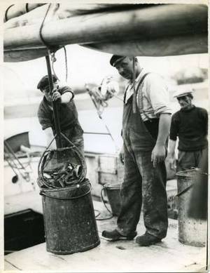 Dutch Eel Porn - Eel alive oh! The crew of a Dutch eel-carrier lying off Brightlingsea  dip-net the cargo from the hold into perforated measures before they are  boxed and ...