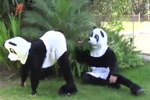 in panda costume - Two porn stars in panda costumes