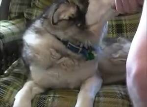Husky Gay Porn - Man Fuck Husky Gay Beast Com - Beastiality Sex Porn - Katitube Kinky Sex