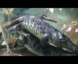 Alligator Mating Porn - alligator mating Videos - MyPornVid.fun