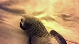 In Bird - BIRD PORN VOL. 1