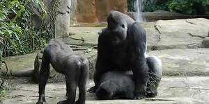 gorilla sex porn - Really Hard Gorilla Like Sex (Johnny Sins, Mia Khalifa) - Tnaflix.com