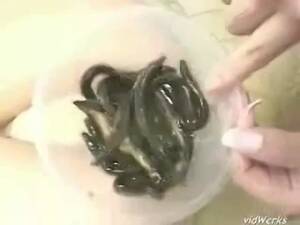 Japanese Eel Porn - CrazyShit.com | eel soup - Crazy Shit