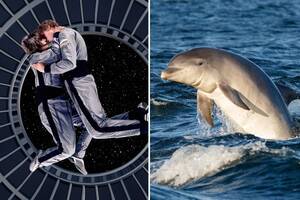 Dolphin Sex Porn - Humans may need to have sex like dolphins or stick partners to the wall if  they want to romp in space, experts claim | The US Sun