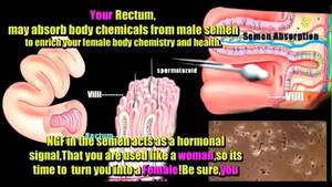 anotomical transexual anal illustration - anatomÃ­a transexual - XVIDEOS.COM