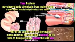 anotomical transexual anal illustration - anatomÃ­a transexual - XVIDEOS.COM