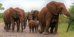 elephant tits - Female photographer clicks elephant â€œDouble Dâ€ breasts photos, tabloid says  elephant forgot to put on a bra! | India.com