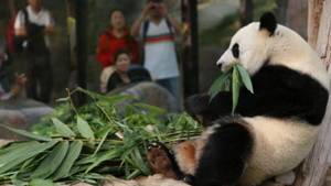 Kung Fu Panda Porn Fart - Peony Lui