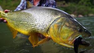 Monster Fish Porn - Fly Fishing for Golden Dorado in TSIMANE 3X - Episode One: \