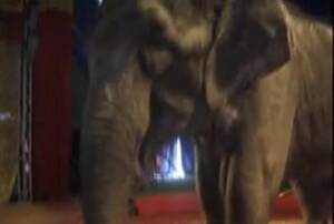 elephant tube huge tits - Naked blonde with big boobs pose hot in front an elephant