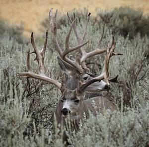Elk Hunting Porn - Two trophy mule Deer Bucks
