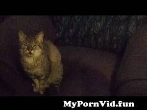 Anthro Camel Porn - Being a Dick To Animals Episode 3 ( The furry little bigot ) from anthro  porn size bulge spikey twispike sfm glasses penis barbed sex Watch Video -  MyPornVid.fun