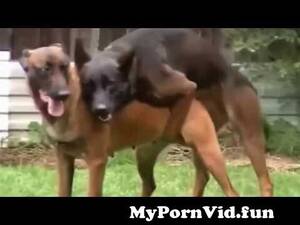 Djur - hund parning fÃ¶r fÃ¶rsta gÃ¥ngen -naturliga hund Parning amerikan from djur  sex po Watch Video - MyPornVid.fun