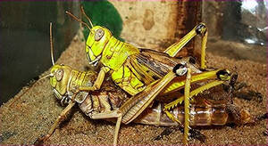 Locust Porn - The Internet Invasion | The Layman's Bible