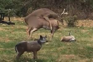 Deer Having Sex - Frisky deer is confused when he humps a decoy doe's head off