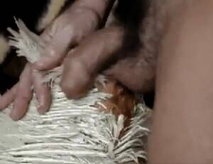 Chicken Porn Fuck - Amateur porn of man fucking naughty hen - Zoo Xvideos