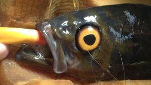 Anesthesia Porn Forced - Half-blind fish fitted with prosthetic eye at Vancouver Aquarium | CBC News