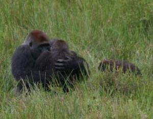 gorilla sex porn - Just goes to show, the gap between us and our fellow primates is small  indeed. Anyway, here is some gorilla porn for you: