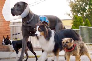 Adult Porn Doggie Style - Straysâ€ is Adult Comedy, Doggie Style - The Village Voice