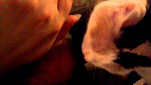 Guy Fucks Cat Porn - Man Has Sex With Cat 114