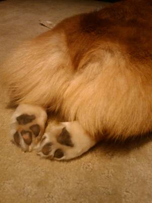 Corgi Porn - corgi butts drive me nuts.