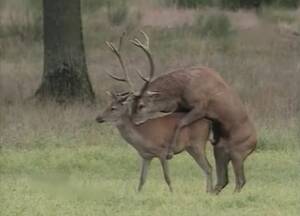 Deer Having Sex - Deer has nice sex in the local forest