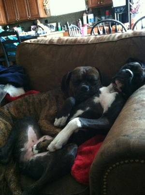 Alisha Breeze Furry Porn - Just wanting to snuggle.