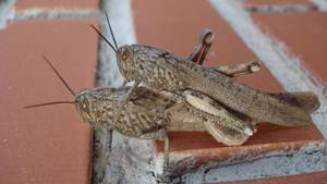 Locust Porn - A warm autumn afternoon and with nothing else to do, what could be better  to pass the time than what these 2 are getting up to?