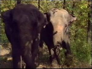 Elephant Fucks A Woman Porn - Selen in La Regina degli Elefanti (a.k.a. The Queen of Elephants) - Scene  #1 - XNXX.COM