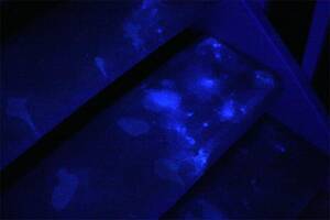 black light cum soaked panties - Semen Stains Under Black Light