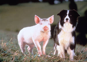 Babe Pig Movie Porn - hot anime babes elite models star trek sex wrestling in tight speedos  buffie the body naked sheepdog in babe nude male stars reality porn review