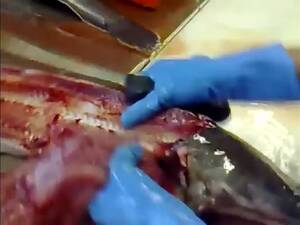 Live Fish Porn - live fish cut | MOTHERLESS.COM â„¢