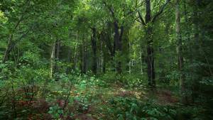 4k Porn Reddit - The foliage in this game (Kingdom Come: Deliverance) looks real. 2018 is  the year of leaf-porn. I want to render these leaves in real time so hard.