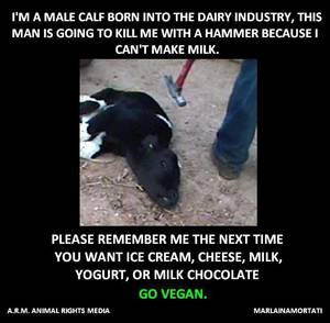 Caption Milk Theft - Fact: of male calves are put to death within days or weeks after being  born. The MILK industry takes their milk and kills millions of these babies  either ...