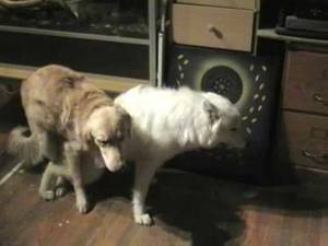 Doggie Porn - Doggie Porn