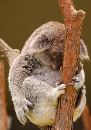 Djur - Free Beastiality Porn - real animal sex fully for free. Her first  beastiality sex, outdoor animal porn, amateur videos with dog!