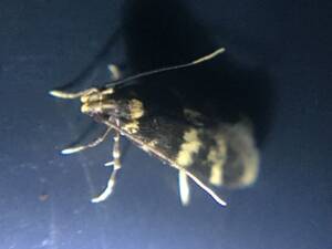 Crimson Hawk Moth Porn - Crimson Hawk Moth Porn | Sex Pictures Pass