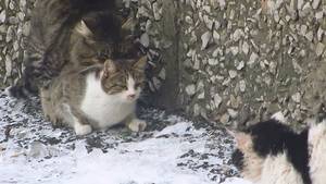 Cats Mating Porn - Cats mating on the snow