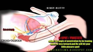 Anal Anatomy Porn - Sissy Anatomy (55 photos) - porn