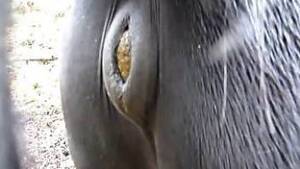 Bestiality Shit Porn - Horse shit Animal Porn