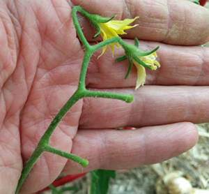 Angela Salvagno Pussy - Ù…Ø§ Ø§Ø³Ø¨Ø§Ø¨ Ø³Ù‚ÙˆØ· Ø§Ø²Ù‡Ø§Ø± Ø§Ù„Ø·Ù…Ø§Ø·Ù…ØŸ â€“ plantnmore