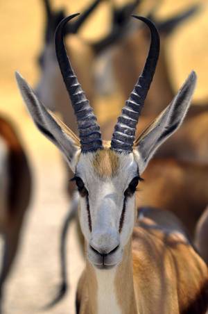 Furry Porn African Impala - Animal kingdom